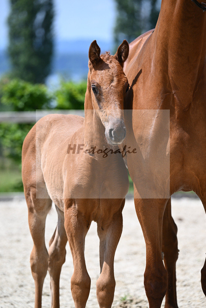 Va Bene x Zackman M_SF_Bauer_19240421 | hf-fotografie - Realisiert mit Pictrs.com