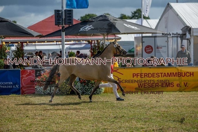 26-8-22 Brillantring-135 | mandyhollmannphotographie