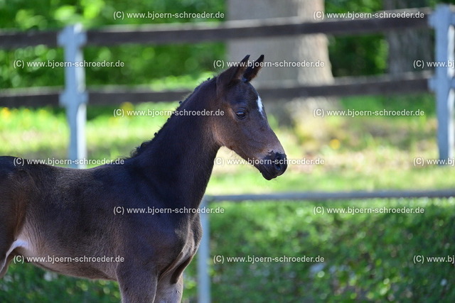 30_Kamino Real - Levistano_801_6512 | Björn Schroeder Pferdefotografie