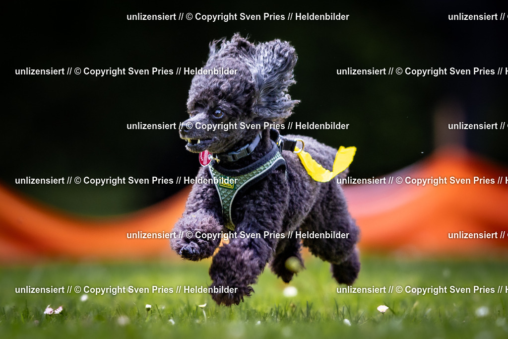 Sven Pries | 2026-05-14 - Hunderennen KA Durlach Vatertag 2026 - Realisiert mit Pictrs.com