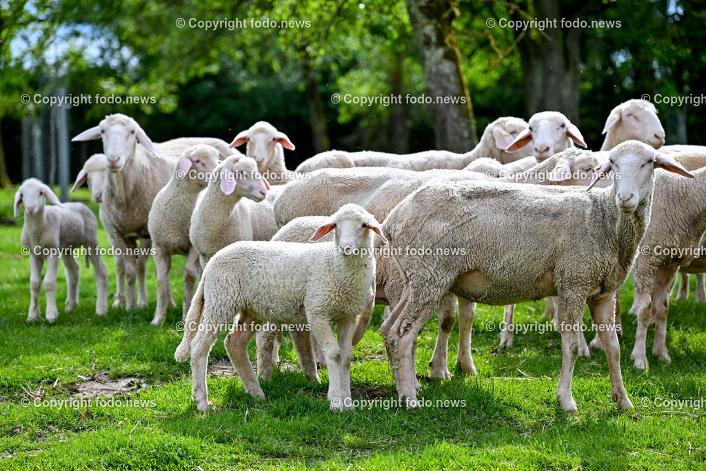 Bauernhof_ Landwirtschaft_ 08.05.2024-10 | 08.05.2024, Thening, AUT, Landwirtschaft, Bauernhof, im Bild Schafe, Schaf, Lamm, Bock, Tiere, Nutztiere, Freilandhaltung