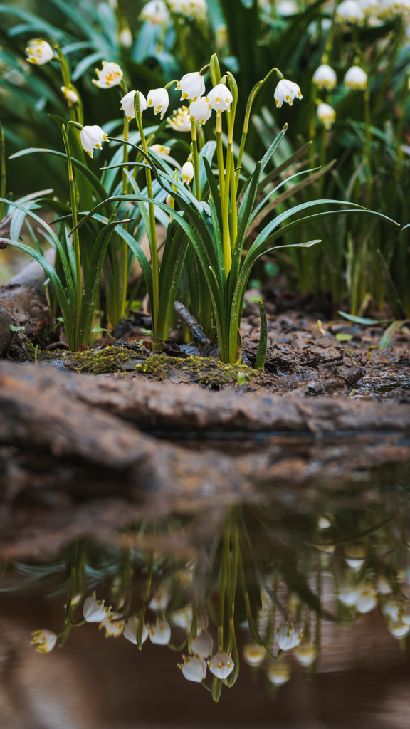 Märzenbecher im Harz | Die Märzenbecherblüte im Harz (Sachsen-Anhalt) ist immer wieder ein Erlebnis. Wenn die zahlreichen weißen Blütenköpfe sich aus der braunen Erde erheben, ist es wie ein Triumphschrei der Natur. - Realisiert mit Pictrs.com