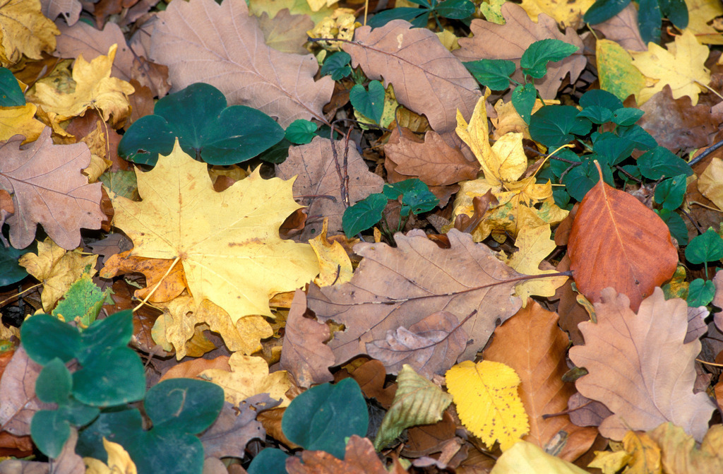 Laub am Waldboden | Austria - December 09, 2009: Laub am Waldboden. - Realisiert mit Pictrs.com