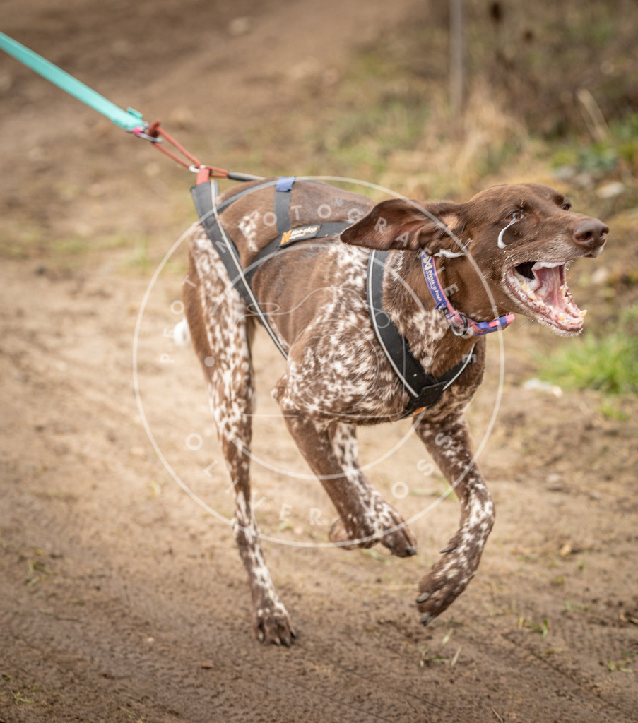 DV3A2031 | Hundefotografie, Tierfotograf, Pfotenfotografie, Fotoshooting Hund, Hunde Portrait, Hundesport, Hundeportraits, Heideshooting, Hunde, Sportfotograf, Hundefotograf, Turnierhundsport, THS,  - Realisiert mit Pictrs.com
