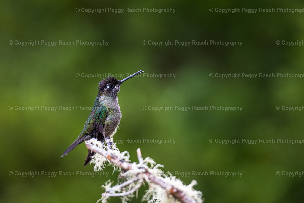 Kolibris (32) (3) | PeggyRaschPhotography - Realisiert mit Pictrs.com