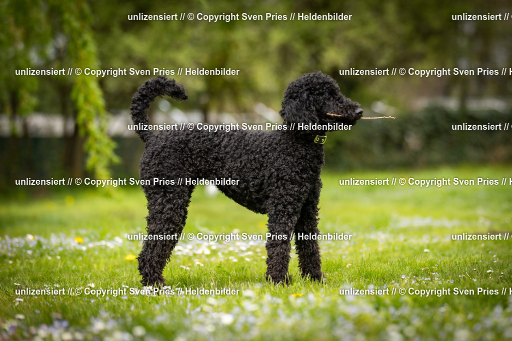 Sven Pries | 2025-04-13 - Hunderennen Baden-Baden - Realisiert mit Pictrs.com