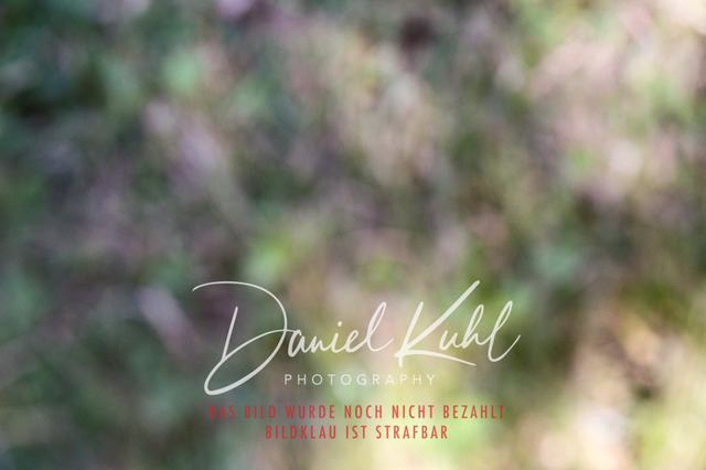 DKP46626 | Turniersportfotografie; Pferdefotografie; Dressurfotografie