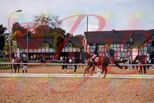 2026_10_03_Siefer-Hof_133117_Z81_84570598 | Professionelle Reitsport-, Turnier- und Eventfotografie von Robert Broda. Galerien mit ausgewählten und bearbeiteten Bildern direkt online ansehen und bestellen.