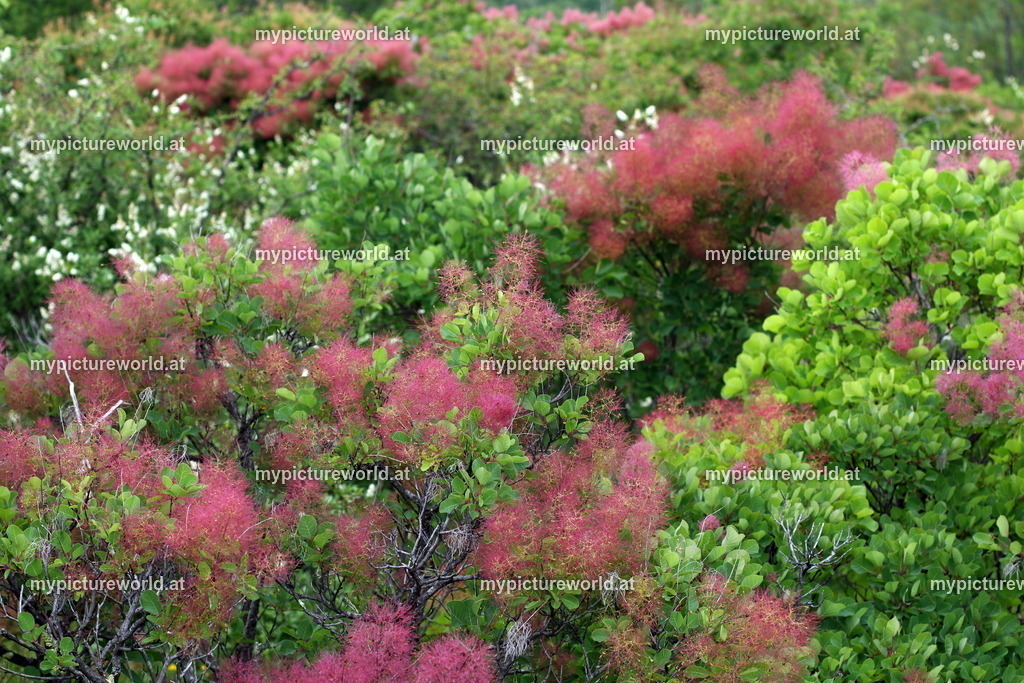 Perückenstrauch-020 | Das Bilderarchiv über Tiere, Planzen und Landschaften. In der Bilddatenbank finden Sie ein große Auswahl an hochwertigen Bilder für Ihre Werbung - Realisiert mit Pictrs.com