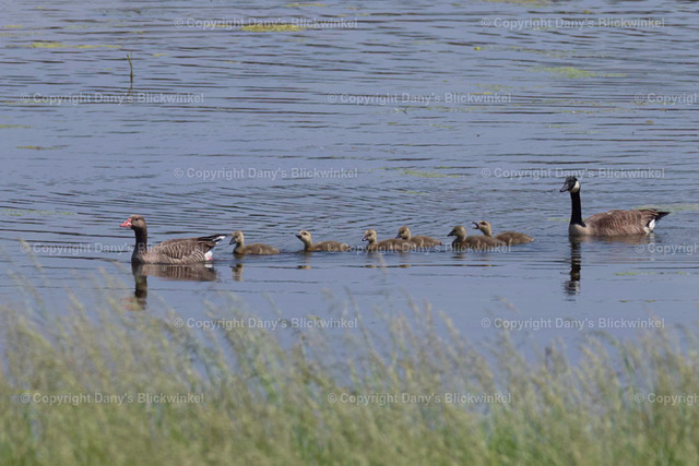 201735 | Tierfotografie, Tierkalender, Tierbilder, Insekten, Spinnen, Vögel, Schmetterling, Libellen, Leinwand, Colorkey, Qualität, Geschenkartikel, Geschenk - Realisiert mit Pictrs.com