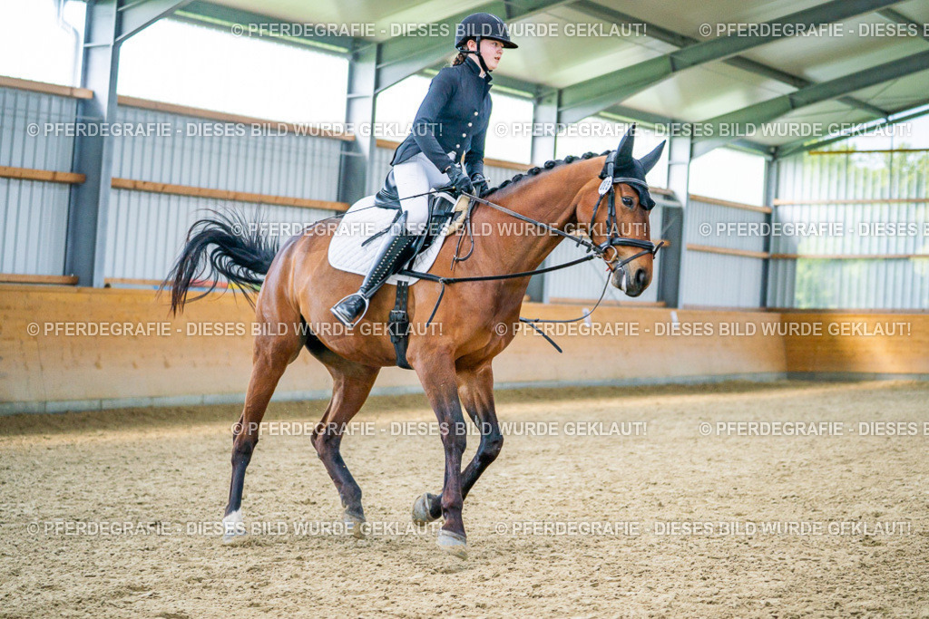 DSC03692 | Pferdegrafie