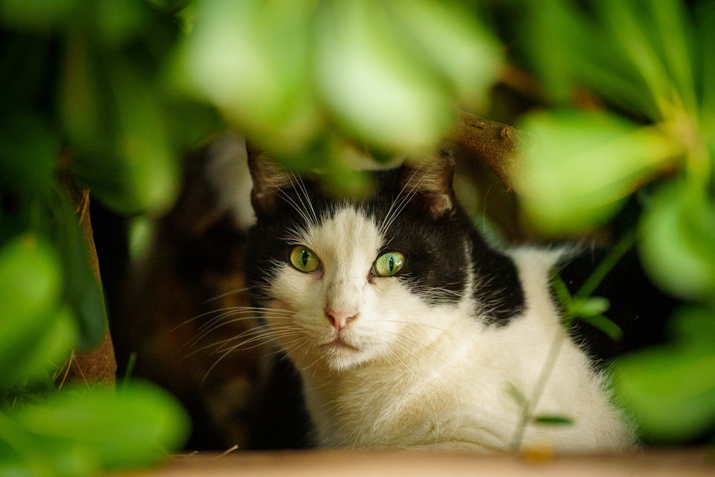 allesWIRTHgut Tierfotografie - 7IV08735 | Professionelle Tierfotografie in Mönchengladbach von Daniel Wirth (allesWIRTHgut). Liebevolle & natürliche Bilder von Hunden & Katzen für unvergessliche Erinnerungen.