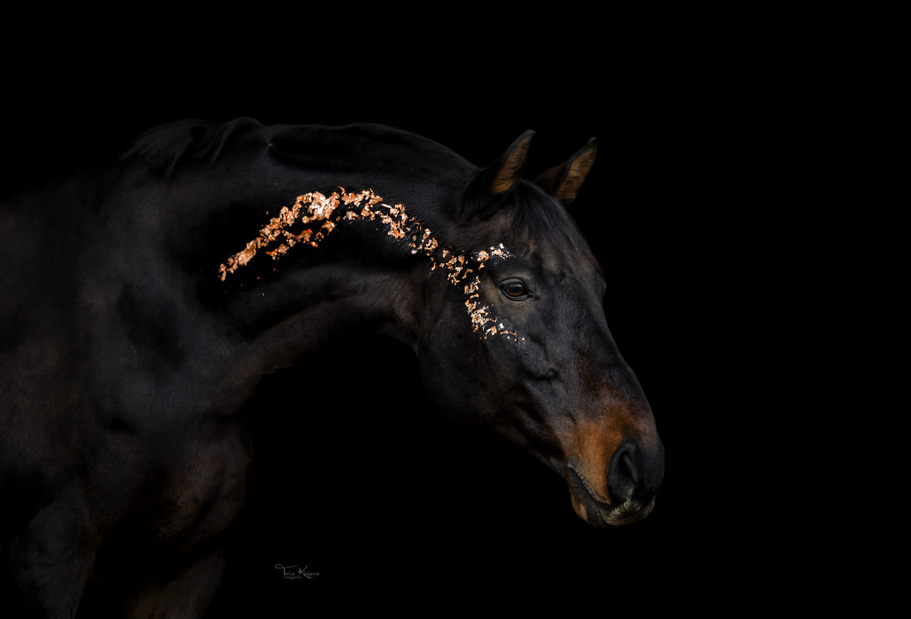 Ramiro final | Emotionale Pferde- & People-Fotografie rund um Heidelberg, Leimen & Umgebung. Natürliche Fotos von Pferd, Mensch & Familie. Jetzt Termin sichern!