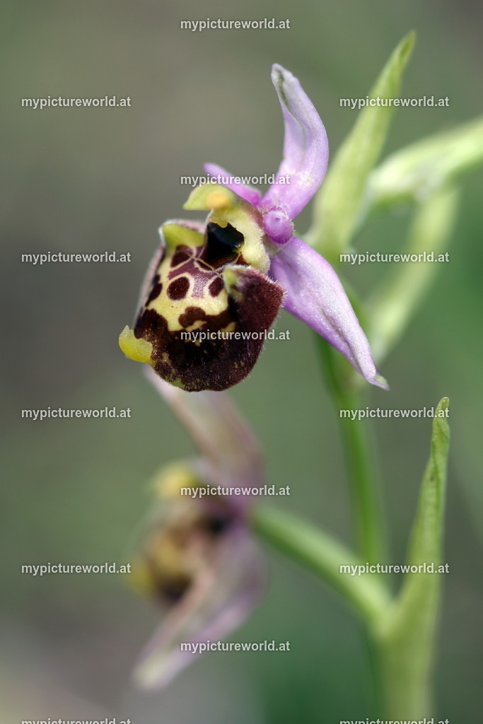 Istrische Ragwurz-015 | Das Bilderarchiv über Tiere, Planzen und Landschaften. In der Bilddatenbank finden Sie ein große Auswahl an hochwertigen Bilder für Ihre Werbung - Realisiert mit Pictrs.com