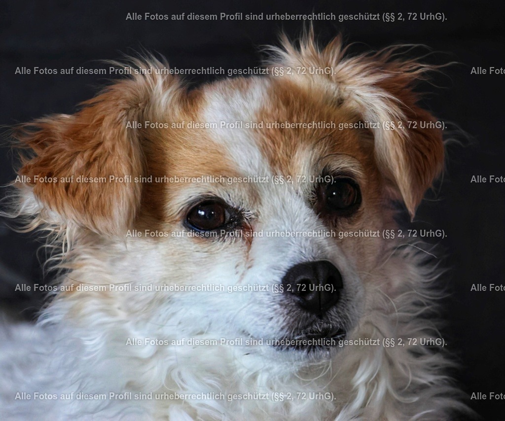 20240317082940_0C4A3728_3-01 | krollfotografie - Realisiert mit Pictrs.com