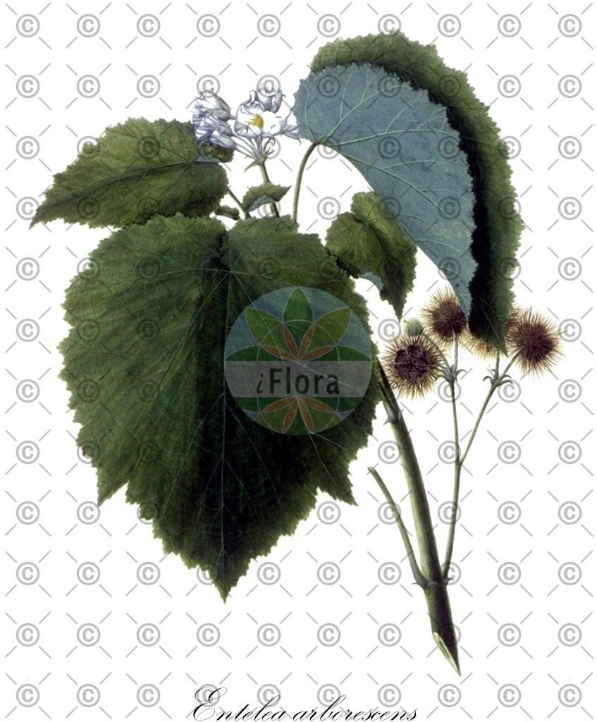 HistAbb_EMP_7710285_1_SIMPLE | Historische Abbildung von Entelea arborescens - Malvaceae | Historical Illustration of Entelea arborescens - Malvaceae