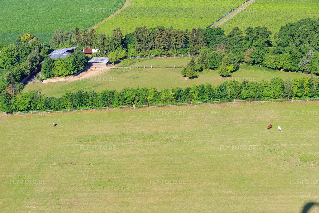 Luftbild: Koppel von Trakehner-Friedrich in Minfeld im Bundesland Rheinland-Pfalz in Deutschland. Foto: IMG_083094.jpg vom 26.06.2015 durch Werner Riehm/FLY-FOTO.de