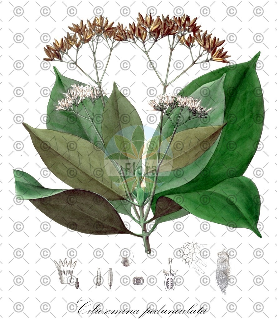HistAbb_wfo-0000862489_1_ENZY_Simple | Historische Abbildung von Ciliosemina pedunculata - Rubiaceae | Historical Illustration of Ciliosemina pedunculata - Rubiaceae