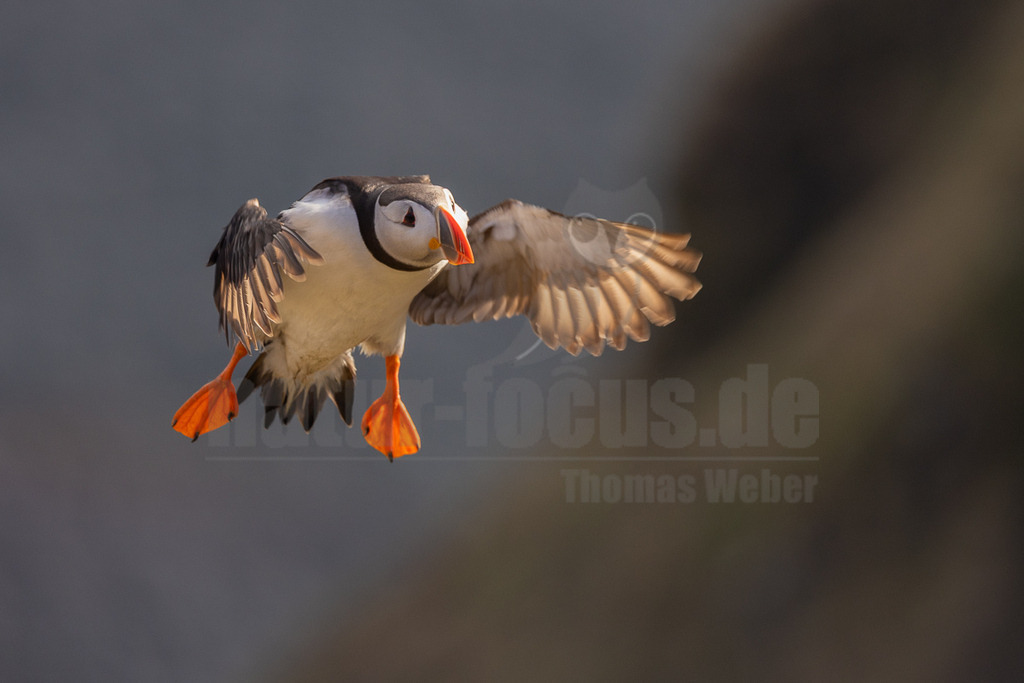 R5NF8031-20230721-2 | Das Bild zeigt einen Papageitaucher (Fratercula arctica) im Flug. Der Vogel hat sein Gefieder ausgebreitet und seine orangefarbenen Füße sind gut sichtbar. Der Hintergrund ist unscharf, was den Fokus auf den Vogel lenkt. - Realisiert mit Pictrs.com