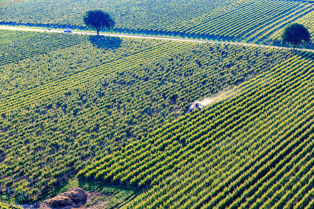 Luftbild: Sprühnebel von Pflanzenschutzmittel im Weinberg im Ortsteil Ingenheim in Billigheim-Ingenheim im Bundesland Rheinland-Pfalz in Deutschland. Foto: IMG_148563.jpg vom 18.06.2025 durch Werner Riehm/FLY-FOTO.de