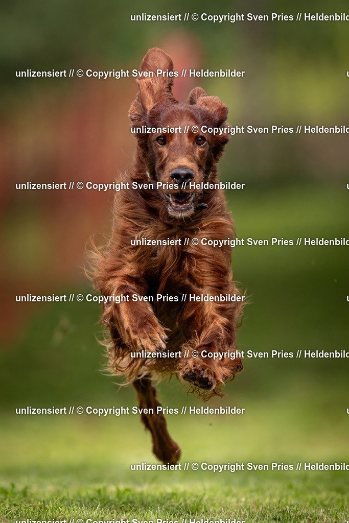 Sven Pries | 2024-09-22 - Hunderennen Baden-BadenPudelverein - Realisiert mit Pictrs.com