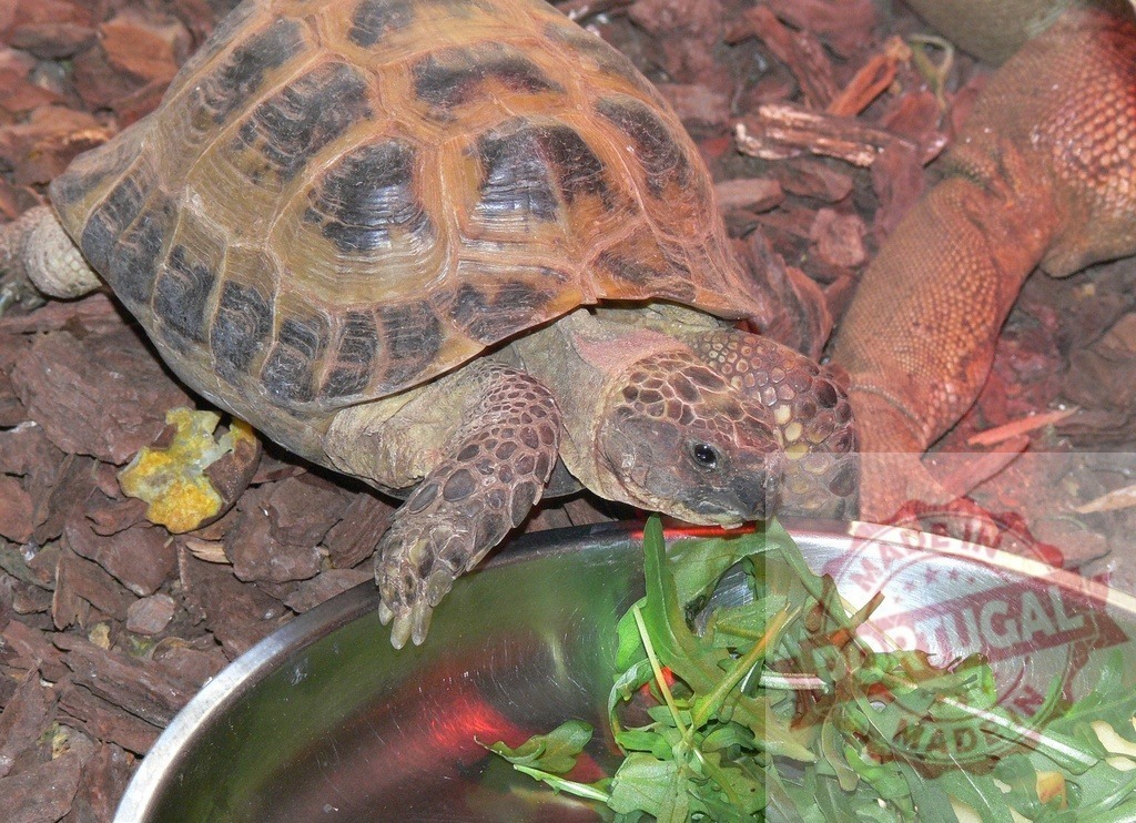 Tortoise eating fresh greens from feeding bowl | Tortoise eating salad from a metal bowl on bark substrate, basking in warm light - Realized with Pictrs.com