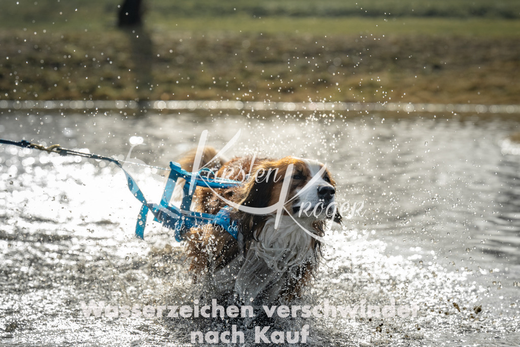 0949_ZZ94026 | kk-dogfotos