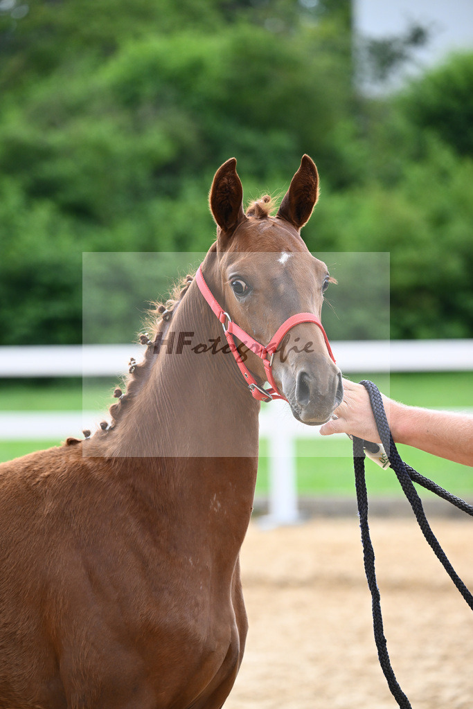 Kat-Nr. 18 Valenziano x Bossanova_HLG Schwaiganger_27140598 | hf-fotografie - Realisiert mit Pictrs.com