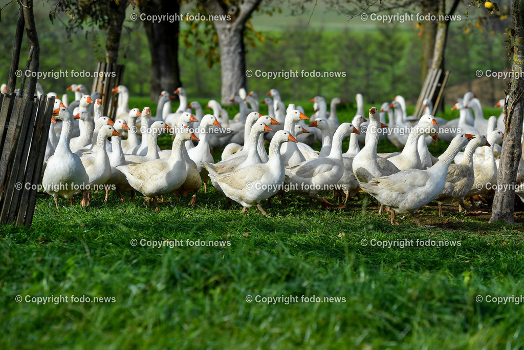 Ganslhof Hebesberger_ Weidegänse_ 01.11.2022-11 | 01.11.2022, Nussbach, AUT, Ganslhof Hebesberger, Weidegaense, im Bild Weidegaense, Weidegänse, Gans, Gänse, Martinigaense, Martinigans, Weide, Landwirtschaft