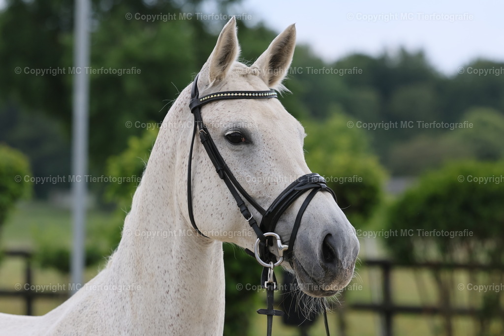 TrakFohlenschHennef17052025MC3H5A6983B | Pferdefotos online bestellen - Realisiert mit Pictrs.com