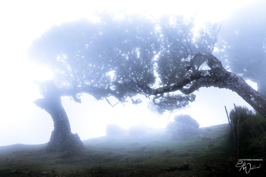 Fanal; Hochebene Paul da Serra; Madeira | Herzlich willkommen auf meiner Seite! Ich bin Elke Wallnisch, Deine Fotografin für lichtstarke Momente. Der Name steht für alles, was mich mit der Fotografie verbindet: Das Licht und seine machtvolle Wirkung auf eine Situation oder unsere Stimmung - Realisiert mit Pictrs.com