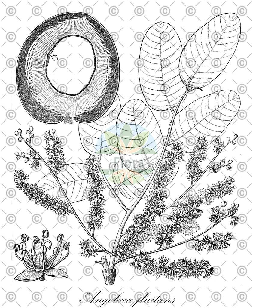 HistAbb_wfo-0000536542_116_ENZY_Simple | Historische Abbildung von Angolaea fluitans - Podostemaceae | Historical Illustration of Angolaea fluitans - Podostemaceae