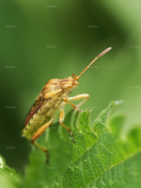Braune Randwanze (Gonocerus acuteangulatus) | Inanta - Realisiert mit Pictrs.com
