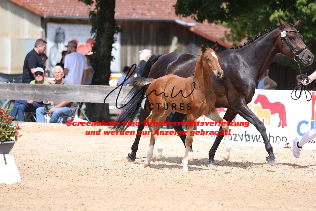 Fohlenschau_Schwäbisch_Hall_dressurbetonte_Fohlen_KN 16_3 | lmwpictures - Realisiert mit Pictrs.com