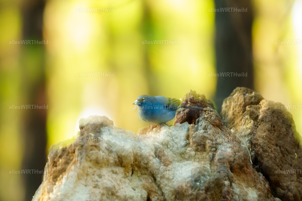 allesWIRTHgut Tierfotografie - allesWIRTHgut.de - 7IV02704 | Entdecke die faszinierende Welt der Natur- und Wildlife-Fotografie von Daniel und Bärbel. Inspirierende Bilder von wilden Tieren und kleinen Naturwundern.