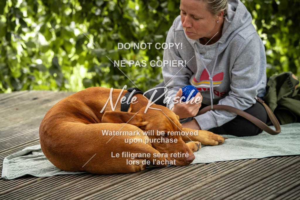 nelerasche_SaN_17 | nelerasche