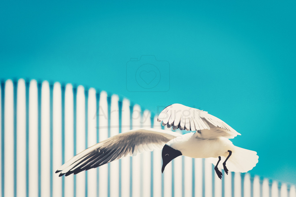 Die Möwe | Ein Möwenschnappschuss vor interesantem Hintergrund. - Realisiert mit Pictrs.com