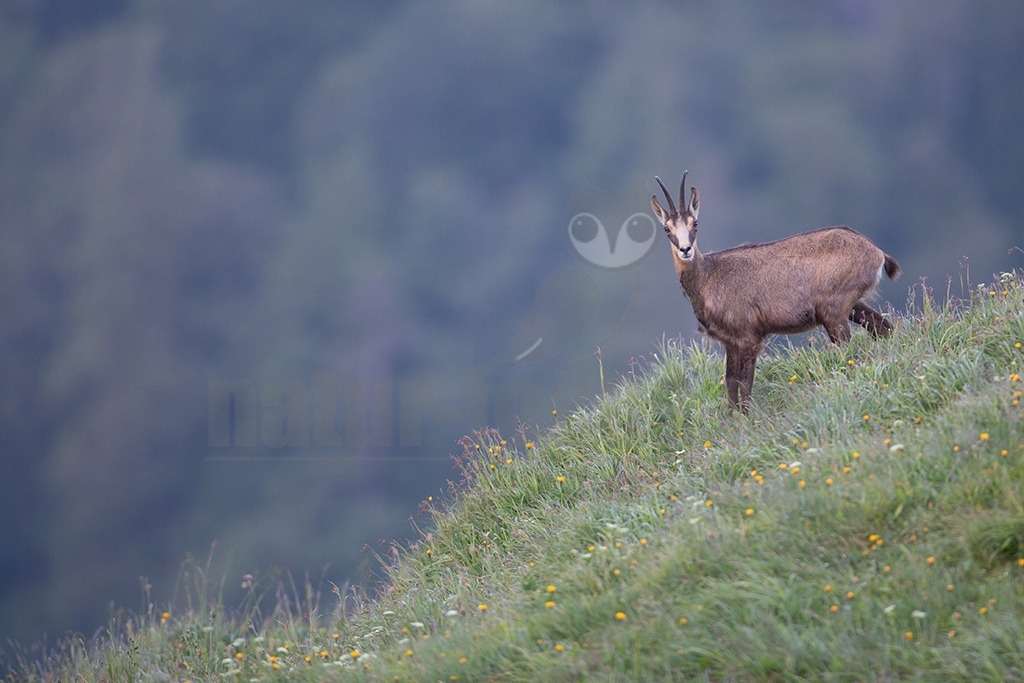 20130704194826 | Die Gemse ( Rupicapra rupicapra ) ist ein Huftier, das dank seiner aussergewöhnlichen Anpassungsfähigkeit den extremen Lebensbedingungen im Gebirge gewachsen ist. Die Gemse vereint auf eindrückliche Art Widerstandskraft, Gewandtheit und Robustheit. Während sie früher in die schwer zugänglichen Gebirgsmassive zurückgedrängt wurde, ist sie heute in Wäldern mittlerer Höhe und gar in tiefen Lagen stark verbreitet. - Realisiert mit Pictrs.com