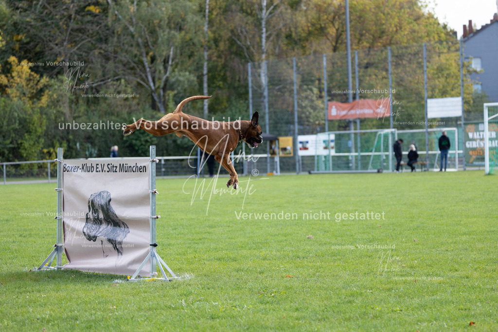 _16A6764 | Einzigartige Fotos von Hunden & Menschen –Actionfotos, Portraits, Vereinsaufnahmen & Paarshootings – authentisch, lebendig & mit Herz.