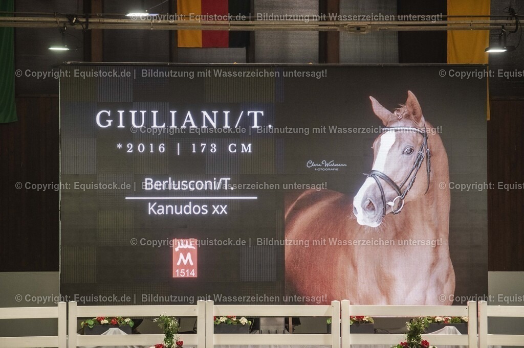 20240302_Hengstvorstellung_Marbach_TOMsPiC_0876 | equistock