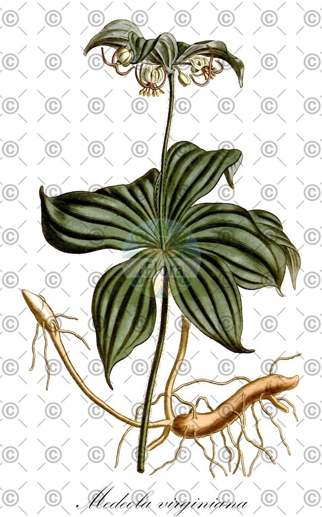 HistAbb_wfo-0001039027_1_ENZY_Simple | Historische Abbildung von Medeola virginiana - Liliaceae | Historical Illustration of Medeola virginiana - Liliaceae