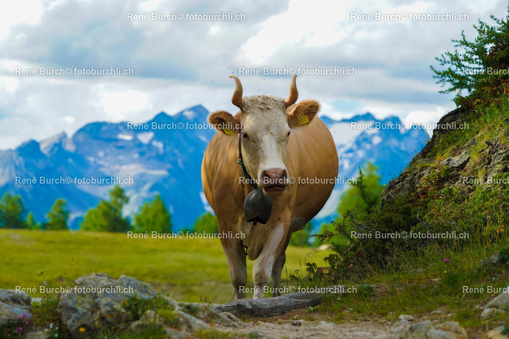 20220625-DSC09624 | René Burch leidenschaftlicher Fotograf aus Kerns in Obwalden.  Hier finden sie Sport, Landschaft und Natur Fotografie.
 - Realisiert mit Pictrs.com