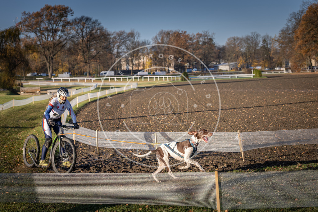 CaniXpix_DV3A1594 | Hundefotografie, Tierfotograf, Pfotenfotografie, Fotoshooting Hund, Hunde Portrait, Hundesport, Hundeportraits, Heideshooting, Hunde, Sportfotograf, Hundefotograf, Turnierhundsport, THS,  - Realisiert mit Pictrs.com