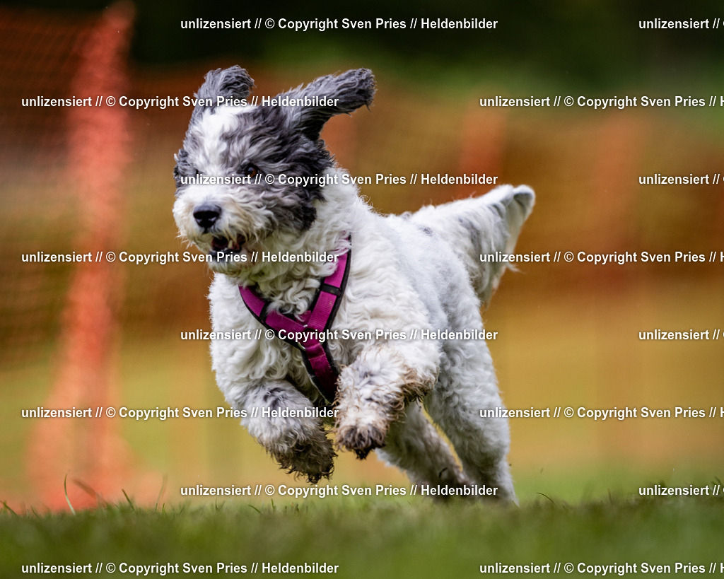 Sven Pries | 2024-04-21 - Hunderennen Baden-Oos
Foto: Sven Pries - Realisiert mit Pictrs.com