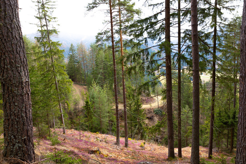 Erikablüte Steiermark | Ihre Fotografin im Lungau, ihre Fotografin im Mostviertel, Wandbilder Onlineshop, Imagefotos für Ihr Unternehmen,  - Realisiert mit Pictrs.com