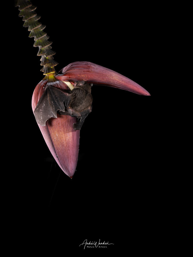 Dunkle Eleganz (Hochformat) | Andre Wandrei - Nature Artworx - Realisiert mit Pictrs.com