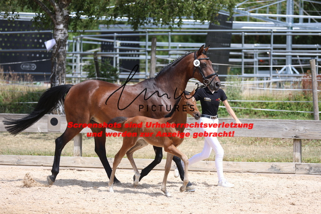 Fohlenschau_Schwäbisch_Hall_springbetonte_Fohlen_KN 40_8 | lmwpictures - Realisiert mit Pictrs.com