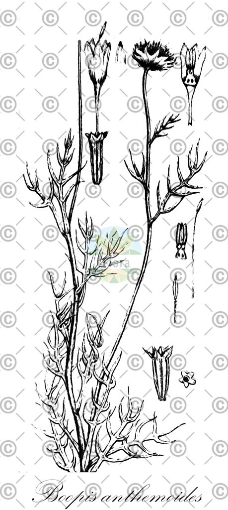 HistAbb_wfo-0000568922_2_ENZY_Simple | Historische Abbildung von Boopis anthemoides - Calyceraceae | Historical Illustration of Boopis anthemoides - Calyceraceae