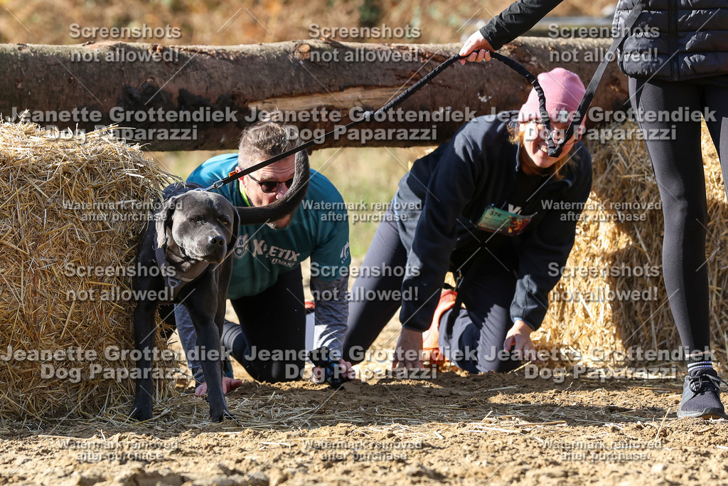 Dog Paparazzi - Strongdog 10-25-4862 | Dog Paparazzi Jeanette Grottendiek Fotografie & Videografie - Realisiert mit Pictrs.com