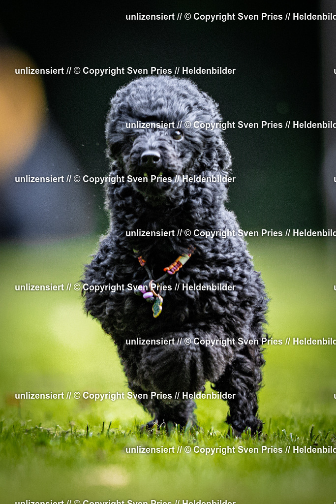 Sven Pries | 2025-10-03 - Hunderennen Obergrombach - Realisiert mit Pictrs.com